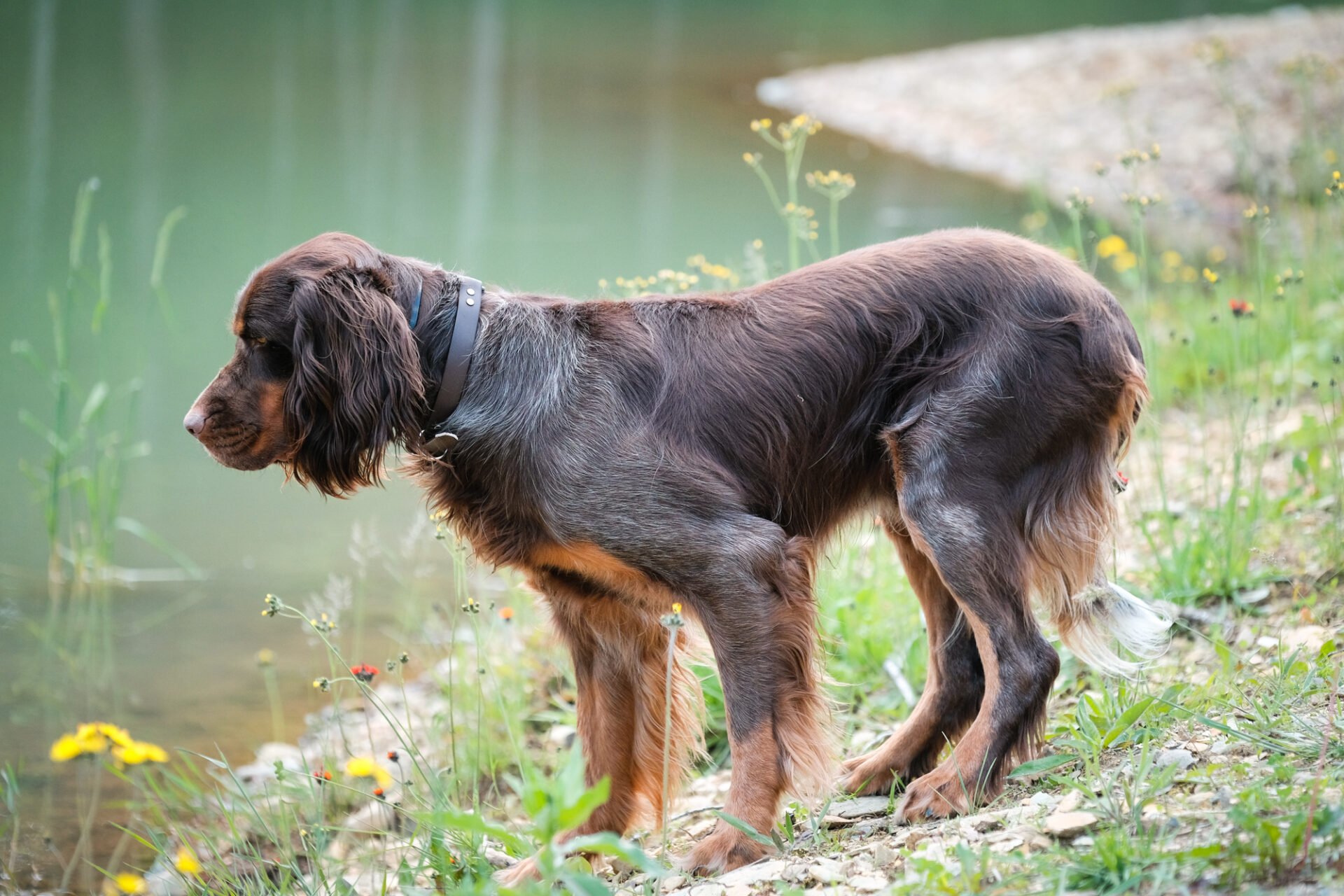 Cani in Casa