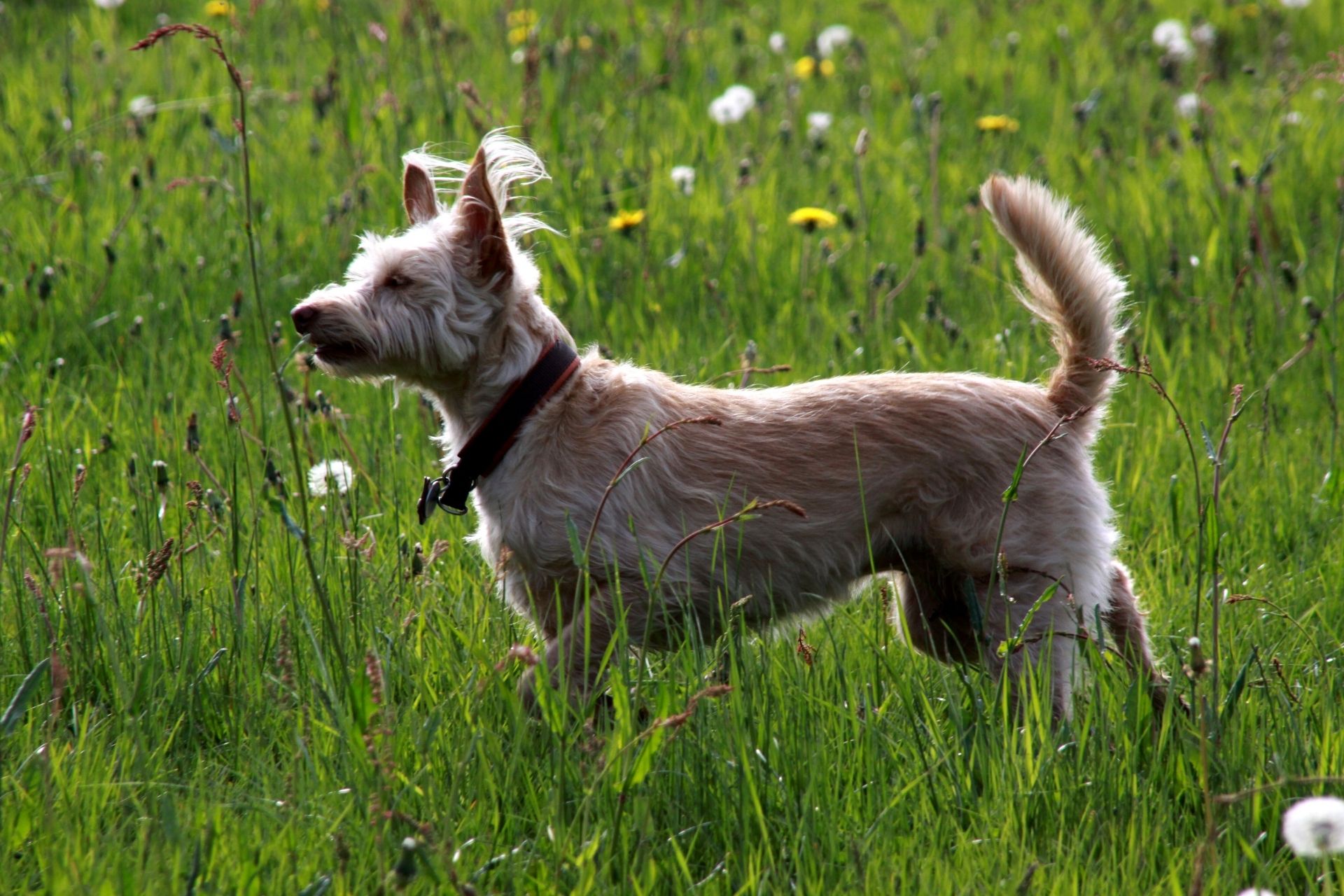 Cani in Casa